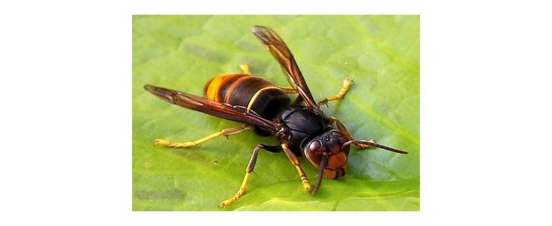 FRELONS ASIATIQUES